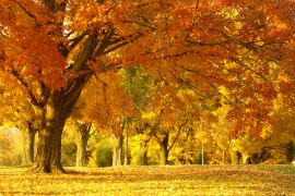 Lais Puzzle - Waldlandschaft im Herbst - 2.000 Teile