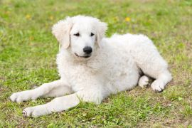 Lais Puzzle - Kuvasz - 2.000 Teile