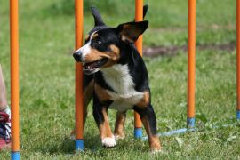 Lais Puzzle - Entlebucher Sennenhund - 2.000 Teile