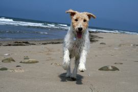 Lais Puzzle - Foxterrier Drahthaar - 2.000 Teile