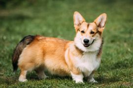 Lais Puzzle - Welsh Corgi Pembroke - 2.000 Teile