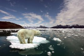 Lais Puzzle - Eisbär auf Scholle - 2.000 Teile