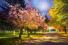 Lais Puzzle - Ukrainische Sakura in den Karpaten - 2.000 Teile