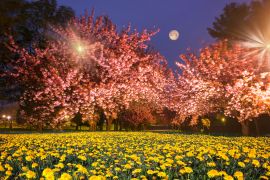 Lais Puzzle - Ukrainische Sakura in den Karpaten - 2.000 Teile