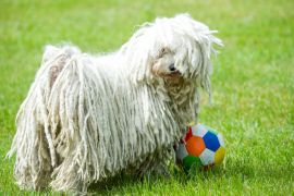 Lais Puzzle - Puli - 2.000 Teile