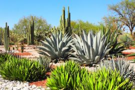 Lais Puzzle - Garten der Kakteen, Agaven und Sukkulenten, Tula de Allende, Mexiko - 2.000 Teile