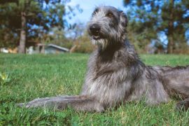Lais Puzzle - Deerhound - 2.000 Teile