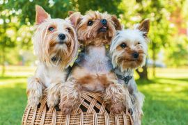 Lais Puzzle - Yorkshire Terrier - 2.000 Teile