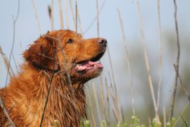 Lais Puzzle - Nova Scotia Duck Tolling Retriever - 2.000 Teile
