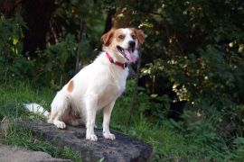 Lais Puzzle - Kromfohrländer - 2.000 Teile