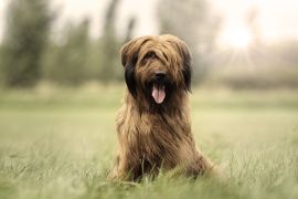 Lais Puzzle - Briard - 2.000 Teile