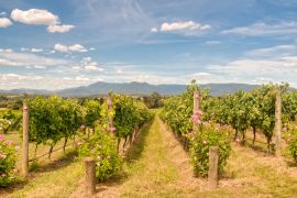 Lais Puzzle - Reihen von Reben in einem Weinberg im Yarra Valley - Yarra Glen, Victoria, Australien - 2.000 Teile