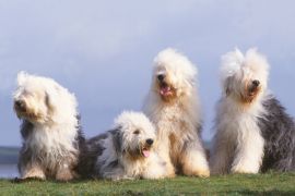 Lais Puzzle - Bobtail - 2.000 Teile