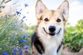 Lais Puzzle - Welsh Corgi - 2.000 Teile