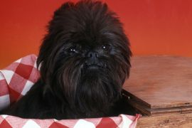 Lais Puzzle - Affenpinscher - 2.000 Teile