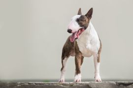 Lais Puzzle - Englischer Bullterrier - 2.000 Teile
