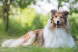 Lais Puzzle - Langhaarcollie - 2.000 Teile