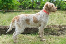 Lais Puzzle - Spinone Italiano - 2.000 Teile