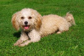 Lais Puzzle - Bolonka Zwetna - 2.000 Teile