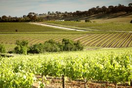 Lais Puzzle - Weingut Weinberge mit Reihen von konturierten Reben und Trauben, im Clare Valley, Südaustralien - 2.000 Teile