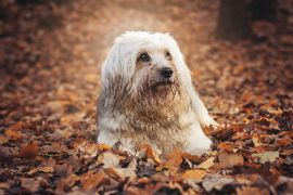 Lais Puzzle - Tibet Terrier - 2.000 Teile