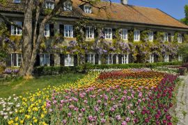 Lais Puzzle - Garten Tulpen (Tulipa) und chinesische Glyzinien (Wisteria sinensis), Garten in Aying, Bayern, Deutschland, Europa - 2.000 Teile