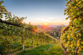 Lais Puzzle - Sonnenaufgang in den Weinbergen in der Steiermark - 2.000 Teile