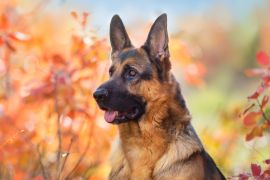 Lais Puzzle - Deutscher Schäferhund - 2.000 Teile