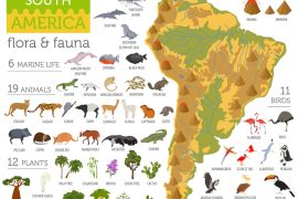 Lais Puzzle - Südamerika Flora und Fauna - 2.000 Teile