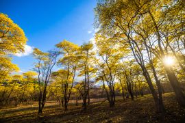 Lais Puzzle - Bäume von Guayacán Ecuador - 2.000 Teile