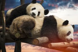 Lais Puzzle - Pandas - 2.000 Teile