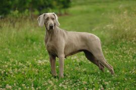 Lais Puzzle - Weimaraner - 2.000 Teile