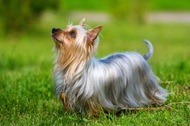 Lais Puzzle - Australian Silky Terrier - 2.000 Teile