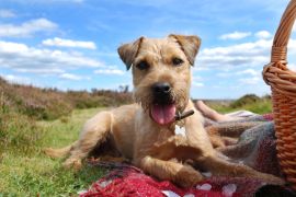 Lais Puzzle - Patterdale Terrier - 2.000 Teile