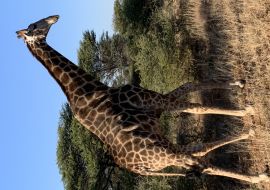 Lais Puzzle - Giraffe - 1.000 Teile