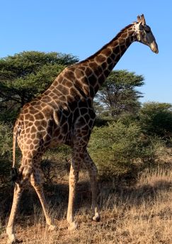 Lais Puzzle - Giraffe - 1.000 Teile