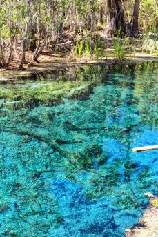 Lais Puzzle - Palmen am Mataranka River in Australien haben eine natürliche Schönheit mit schönem blauen Wasser, im Northern Territory, Australien - 2.000 Teile