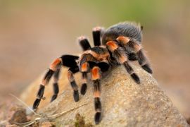 Lais Puzzle - Brachypelma auratum (auch Mexikanisches Flammenknie genannt) ist eine Vogelspinne, die in den Regionen Guerrero und Michoacán in Mexiko endemisch ist - 2.000 Teile