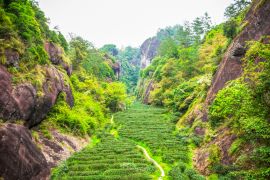 Lais Puzzle - Teeplantage in den Wuyi-Bergen, Fujian-Provinz, China - 2.000 Teile