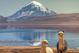 Lais Puzzle - Alpaka (Vicugna pacos), die am Ufer des Chungara-Sees am Fuße des Sajama-Vulkans im Norden Chiles weiden. - 2.000 Teile
