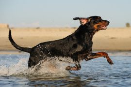 Lais Puzzle - Black and Tan Coonhound - 2.000 Teile