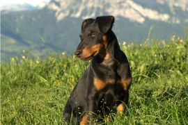 Lais Puzzle - Deutscher Jagdterrier - 2.000 Teile