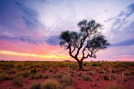 Lais Puzzle - Ein Hakea-Baum steht allein im australischen Outback während des Sonnenuntergangs. Pilbara-Region, Westaustralien, Australien - 2.000 Teile