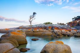 Lais Puzzle - Ein einzelner Baum wächst auf einem Granitfelsen in der Bay of Fires, an der Ostküste von Tasmanien, Australien - 2.000 Teile