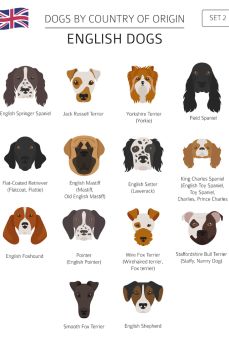 Lais Puzzle - Hunde Großbritanniens - 2.000 Teile
