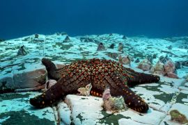 Lais Puzzle - Seesterne in der abgelegenen Malpelo-Insel, UNESCO-Welterbe in Kolumbien - 2.000 Teile