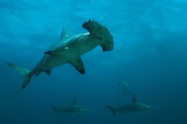 Lais Puzzle - Gebogene Hammerhaie in der abgelegenen Offshore-Insel Malpelo, UNESCO-Weltkulturerbe in Kolumbien - 2.000 Teile