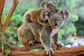 Lais Puzzle - Koala mit Baby auf dem Rücken - 2.000 Teile