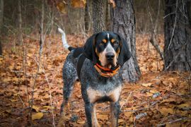 Lais Puzzle - Bluetick Coonhound - 2.000 Teile