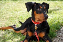 Lais Puzzle - Deutscher Pinscher - 2.000 Teile